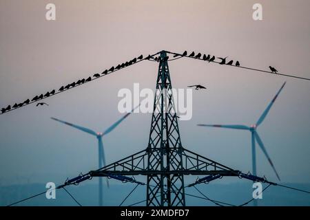 Molti uccelli, ruscelli, seduti su una linea elettrica ad alta tensione dopo il tramonto, centrali eoliche, Hamm, Renania settentrionale-Vestfalia, Germania Foto Stock