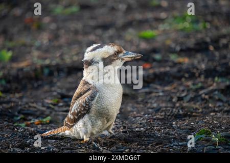 Un uccello Kookaburra nei Royal Botanical Gardens, Sydney, Australia, NSW. Foto Stock