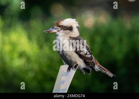 Un uccello Kookaburra nei Royal Botanical Gardens, Sydney, Australia, NSW. Foto Stock