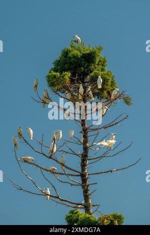 Cacatua arroccati sulla cima di un albero nei Royal Botanical Gardens, Sydney, Australia, NSW. Foto Stock