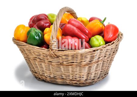 peperoni biologici maturi appena raccolti nel cestello su sfondo bianco Foto Stock