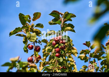 Baviera, Germania - 26 luglio 2024: Un melo pieno di mele mature e rosse brilla alla luce del sole e simboleggia l'abbondanza della stagione della vendemmia *** Ein Apfelbaum voller reifer, roter Äpfel strahlt im Sonnenlicht und symbolisiert die Fülle der Erntezeit Foto Stock