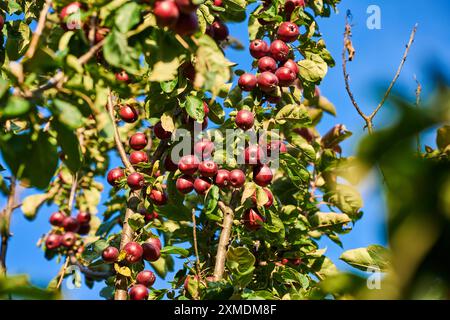 Baviera, Germania - 26 luglio 2024: Un melo pieno di mele mature e rosse brilla alla luce del sole e simboleggia l'abbondanza della stagione della vendemmia *** Ein Apfelbaum voller reifer, roter Äpfel strahlt im Sonnenlicht und symbolisiert die Fülle der Erntezeit Foto Stock