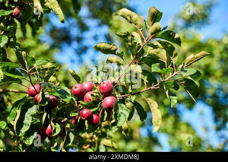 Baviera, Germania - 26 luglio 2024: Un melo pieno di mele mature e rosse brilla alla luce del sole e simboleggia l'abbondanza della stagione della vendemmia *** Ein Apfelbaum voller reifer, roter Äpfel strahlt im Sonnenlicht und symbolisiert die Fülle der Erntezeit Foto Stock