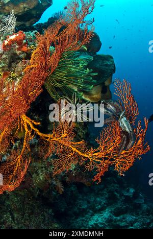 I Crinoidi si aggrappano ai fan del Mar Rosso, Sulawesi, Indonesia Foto Stock