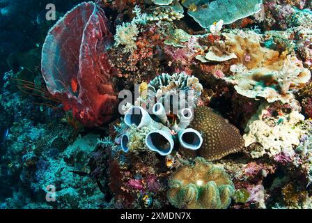 Spugna per barile, spugne tubolari e coralli duri, Sulawesi, Indonesia Foto Stock