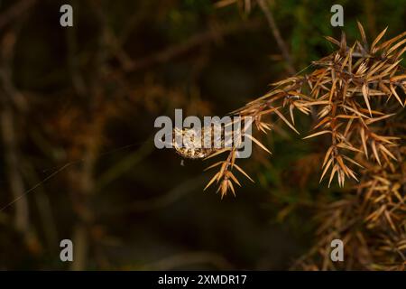 Araneus diadematus famiglia Araneidae genere Araneus Cross Orbweaver natura selvaggia ragno fotografia, foto, sfondo Foto Stock