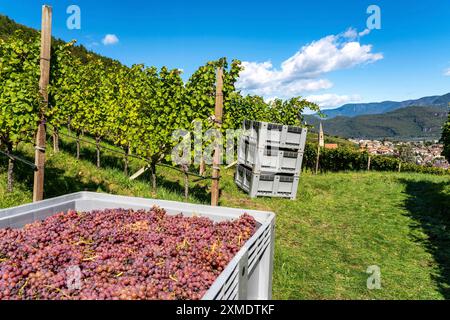 La viticoltura, in Val d'Adige, vicino al paese di Termeno sulla strada del vino, vista fresca dai vigneti al paese, alto Adige Foto Stock