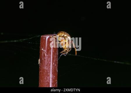 Araneus diadematus famiglia Araneidae genere Araneus Cross Orbweaver natura selvaggia ragno fotografia, foto, sfondo Foto Stock