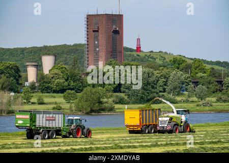 Raccolta del fieno, su un prato del Reno vicino a Duisburg-Beeckerwerth, una trinciacaricatrice raccoglie l'erba tagliata, che è stata accumulata in strisce dopo il taglio, e. Foto Stock