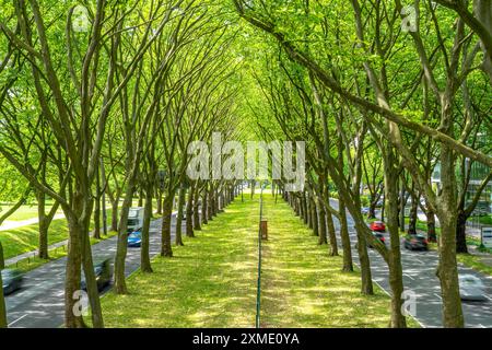 La B1, Rheinlanddamm Strasse a Dortmund, un viale di platani, traffico a due vie in entrambe le direzioni, fitta foresta di platani lungo il Foto Stock