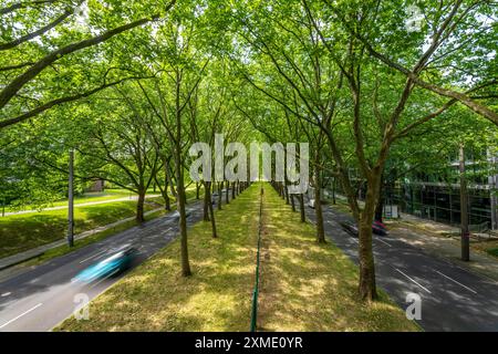 La B1, Rheinlanddamm Strasse a Dortmund, un viale di platani, traffico a due vie in entrambe le direzioni, fitta foresta di platani lungo il Foto Stock