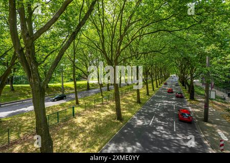 La B1, Rheinlanddamm Strasse a Dortmund, un viale di platani, traffico a due vie in entrambe le direzioni, fitta foresta di platani lungo il Foto Stock