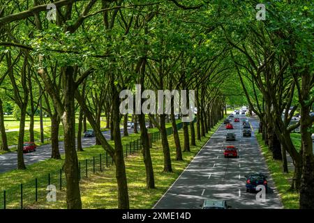 La B1, Rheinlanddamm Strasse a Dortmund, un viale di platani, traffico a due vie in entrambe le direzioni, fitta foresta di platani lungo il Foto Stock