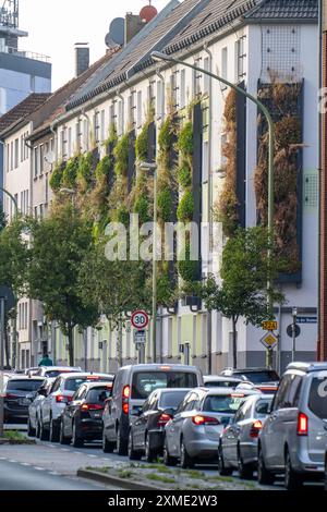 La facciata è ricoperta di verde su blocchi di appartamenti, in Gladbecker Strasse, B224, per filtrare gli ossidi di azoto e le particelle di polvere fine dall'aria, arrampicandosi sulle viti Foto Stock