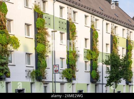 La facciata è ricoperta di verde su blocchi di appartamenti, in Gladbecker Strasse, B224, per filtrare gli ossidi di azoto e le particelle di polvere fine dall'aria, arrampicandosi sulle viti Foto Stock