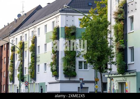 La facciata è ricoperta di verde su blocchi di appartamenti, in Gladbecker Strasse, B224, per filtrare gli ossidi di azoto e le particelle di polvere fine dall'aria, arrampicandosi sulle viti Foto Stock