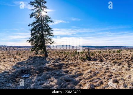 Le alte Fens, palude, nella regione di Eifel e Ardennes, il parco naturale di High Fens-Eifel, a nord-est di Baraque Michel, Belgio, Vallonia Foto Stock