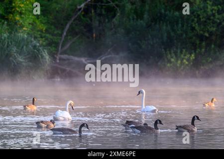 Oche e cigni che nuotano nella nebbia mattutina Foto Stock