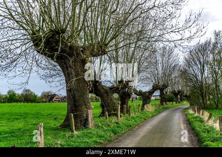 Salici Pollarded nella riserva naturale Momm-Niederung, parte della riserva naturale della Renania tra Mehrum e Emmelsum, vicino a Voerde, a nord Foto Stock