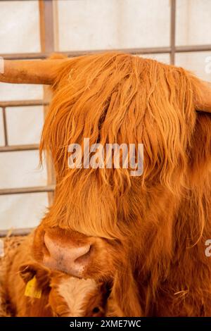 il toro aberdeen angus del bestiame delle highland in mostra ad una fiera agricola Foto Stock