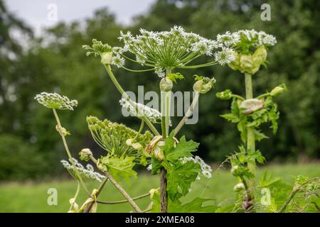 Impianto di alghe giganti, le parti dell'impianto, in particolare la linfa, sono velenose, la linfa attiva una reazione fototossica quando esposta alla luce solare, Muelheim An Foto Stock