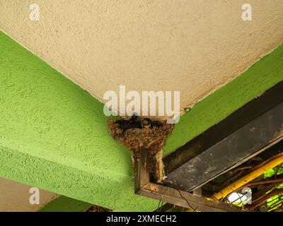 Primo piano di piccoli pulcini con bocche gialle nel nido del balcone. Inghiottire l'allevamento vicino alla persona. Foto Stock