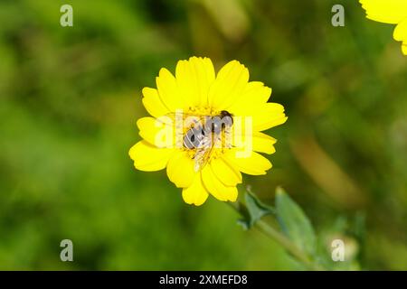 Fiori gialli di calendula di mais, margherita di mais (Glebionis segetum, SYN. Chrysanthemum segetum) con hoverfly, Dronefly a strisce, Eristalis nemorum Foto Stock