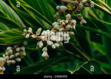 Fiore di zenzero di conchiglia - alpinia zerumbet nel parco, madeira. Foto di alta qualità Foto Stock