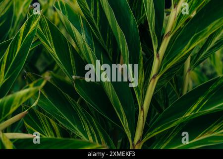 Fiore di zenzero di conchiglia - alpinia zerumbet nel parco, madeira. Foto di alta qualità Foto Stock