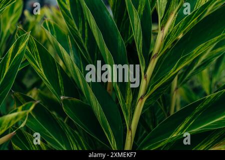 Fiore di zenzero di conchiglia - alpinia zerumbet nel parco, madeira. Foto di alta qualità Foto Stock