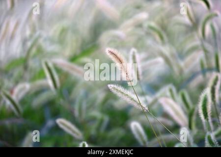 Coda di volpe verde autunnale che ondeggia al vento e splende alla luce del sole Foto Stock