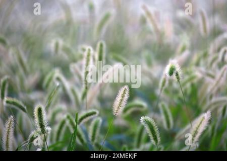 Coda di volpe verde autunnale che ondeggia al vento e splende alla luce del sole Foto Stock