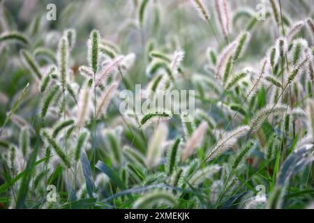 Coda di volpe verde autunnale che ondeggia al vento e splende alla luce del sole Foto Stock