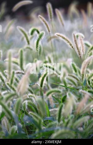 Coda di volpe verde autunnale che ondeggia al vento e splende alla luce del sole Foto Stock