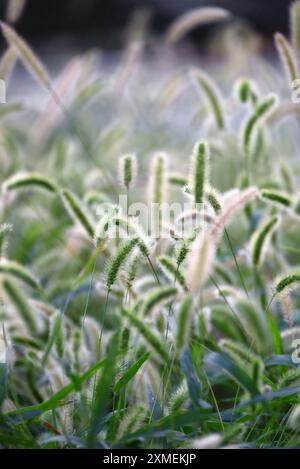 Coda di volpe verde autunnale che ondeggia al vento e splende alla luce del sole Foto Stock