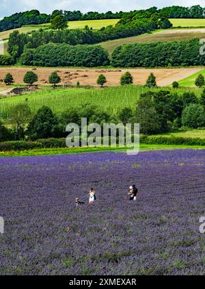 Campi di lavanda a Castle Farm, Shoreham, Kent. Foto Stock