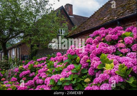 Ortensie rosa a Castle Farm, Shoreham, Kent Foto Stock