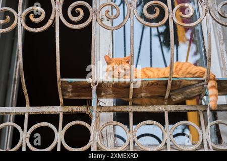 Gatto dello zenzero che dorme sulla griglia della finestra nella vecchia casa durante il caldo di mezzogiorno, concetto di cura degli animali domestici Foto Stock
