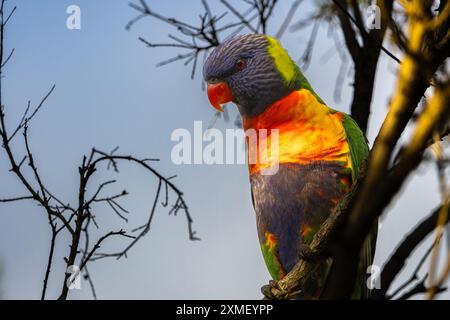 Primo piano di un arcobaleno Lorikeet arroccato su un albero che guarda in basso Foto Stock