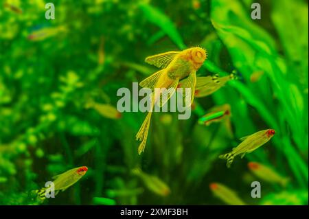 Ancistrus specie longfin pesce gatto Bushymouth. uno dei pesci gatto più popolari in acquari, una forma riproduttiva del comune ancitrus dei loricari Foto Stock