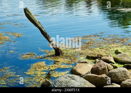 Vecchio palo in legno nell'acqua tra pietre e piante marine nel sud della Svezia in estate. Foto Stock