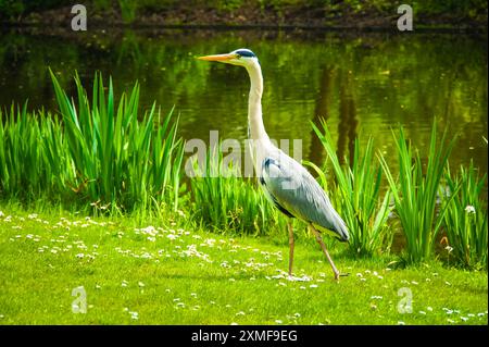 Un aironi alto con un lungo collo e un becco si erge adagiato in un campo erboso accanto a un tranquillo laghetto di Amsterdam. Con la sua posizione statuaria, l'airone lo è Foto Stock