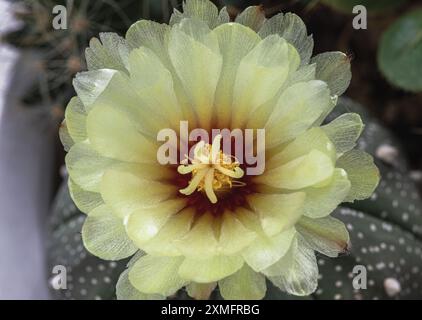 Vista dall'alto ravvicinata del fiore giallo di Astrophytum asterias (cactus Kabuto) nel giardino di cactus. Fiore di cactus, pianta succulenta, spazio per testo, selettivo Foto Stock