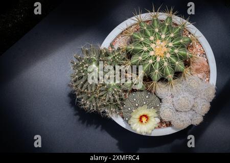 Fiore giallo di Astrophytum asterias (Kabuto cactus) con Ferocactus echidne, Mammillaria longimamma e Mammillaria Plumosa. Molti bellissimi cactus W Foto Stock