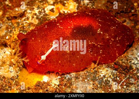 Perons Side Gilled Sea Slug, Pleurobranchus peronii, con gamberetti imperatore, Zenopontonia rex. Precedentemente Periclimenes imperator. Tulamben, Bali, Indonesia Foto Stock