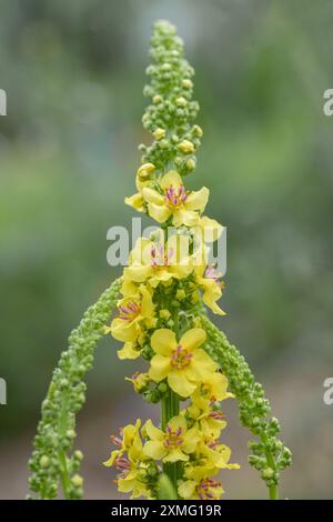 Fiore di mulleina nero (Verbascum nigrum) fiori gialli e stami viola. Foto Stock