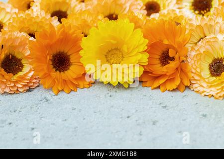 Miscela di fiori arancioni e calendule gialle su superfici in cemento. Spazio per il testo. Foto Stock