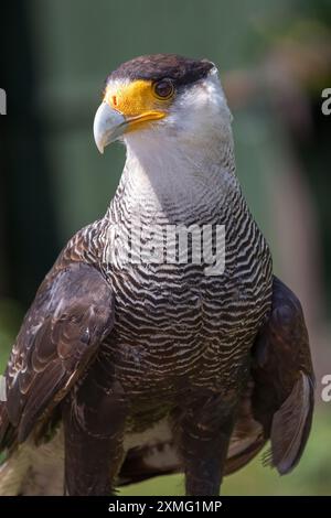 Un ritratto ravvicinato di mezza lunghezza di una caracara crestata, Caracara plancus, conosciuta anche come l'aquila messicana. Questo è un ritratto del profilo Foto Stock