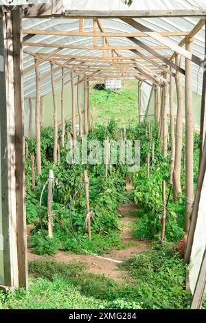 Struttura rustica in legno di serra con piante di pepe vicino al monastero di Vracevsnica a Sumadija, Serbia centrale Foto Stock